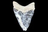 Serrated, Bone Valley Megalodon Tooth - Florida #99871-1